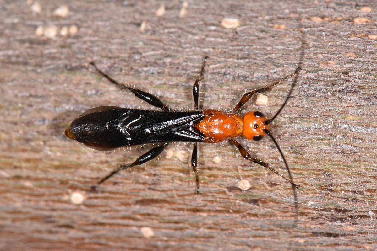 Braconidae